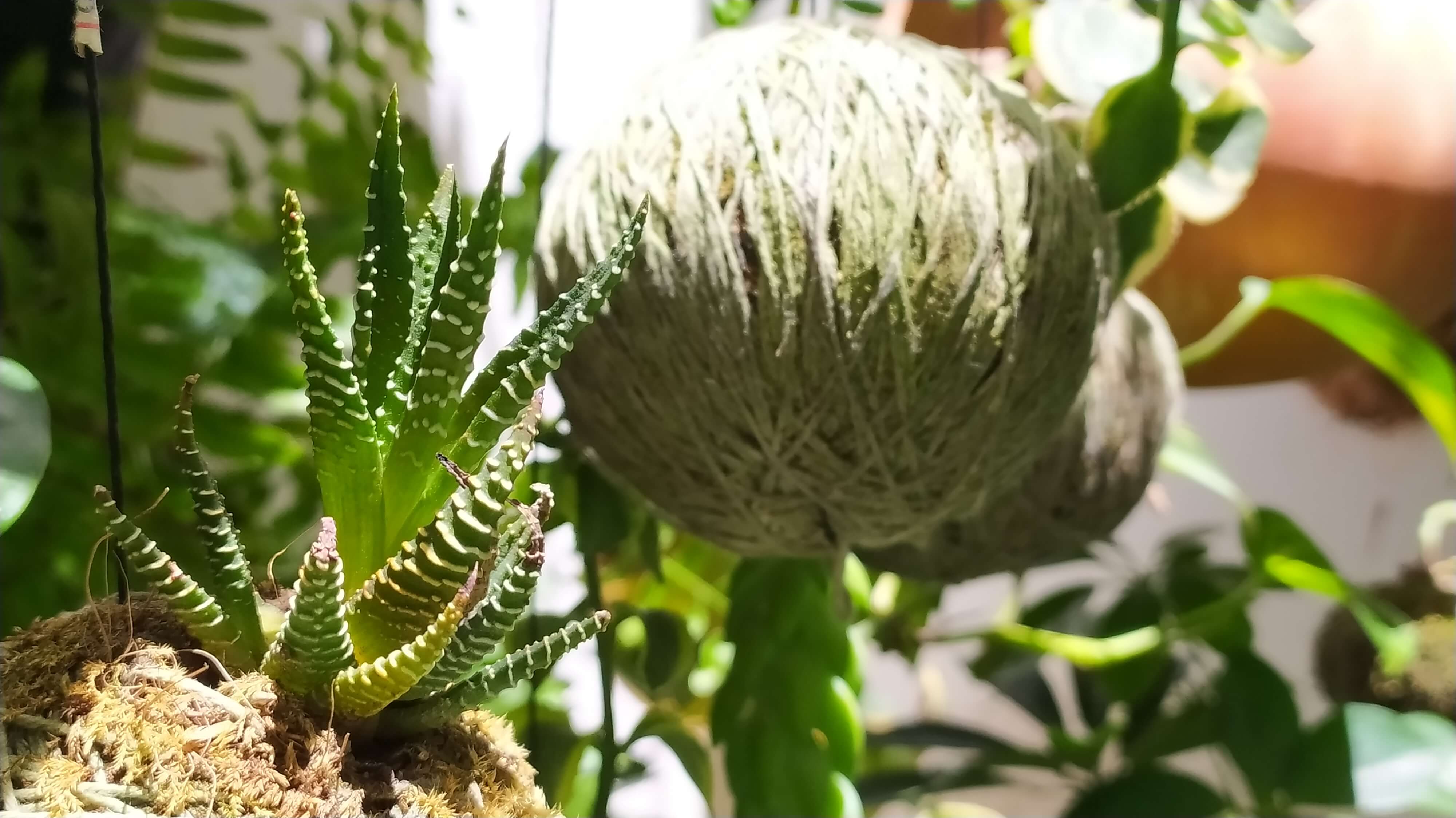 Nuestro local esta lleno de naturaleza, buena vibra y gente que apasionada por sus productos